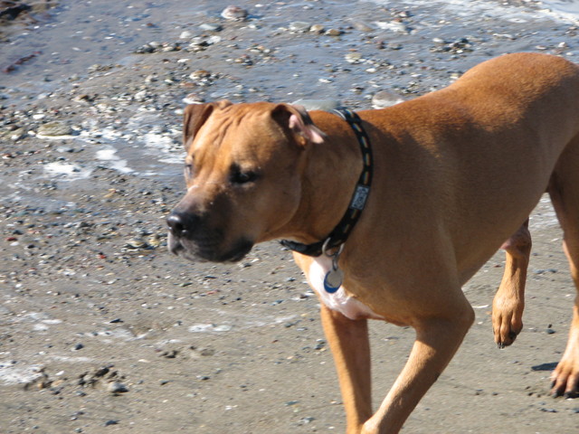 Inital draft Dog Management Plan released for public comment