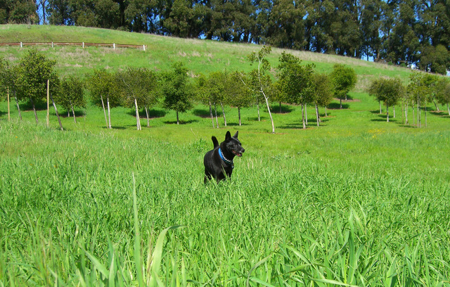 Open's For Public Comment