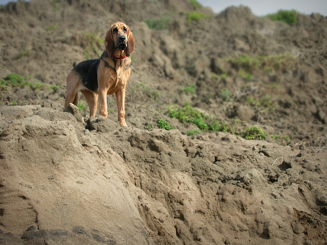 Final Enviormental Impact Statement Released