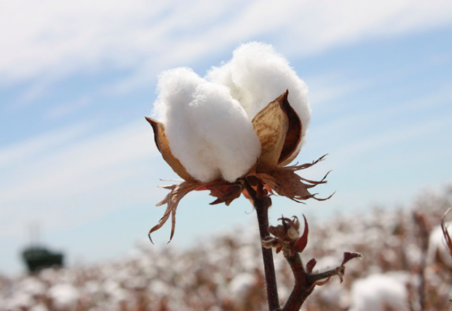 Cotton Gin Patent Approved
