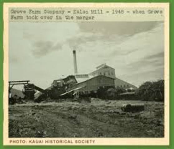 Sugar Cane Plantation