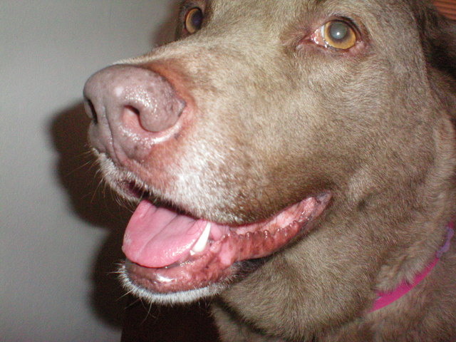 Drew adopts Wagz the beast!