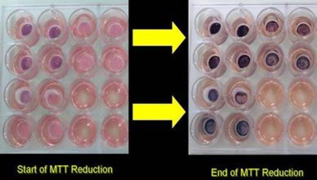 第一次完成MTT乳酸实验