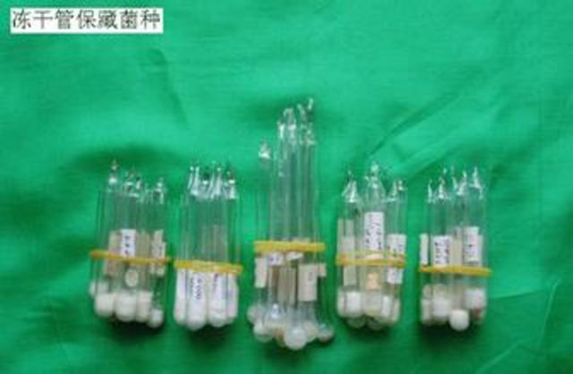 学习真空冷冻干燥法保藏菌种