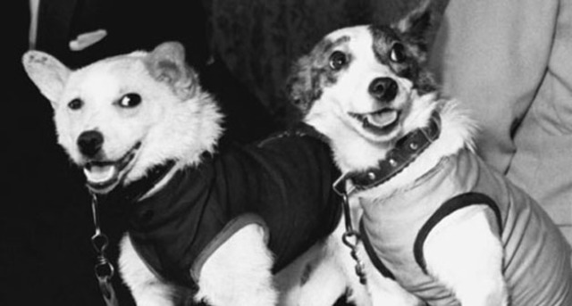 Первый орбитальный полет живых существ с успешным возвращением на Землю — собак Белки и Стрелки