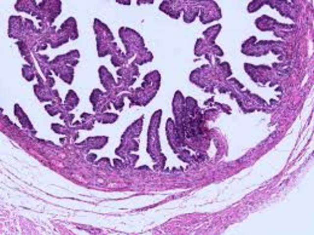 Histology Microscopes Lab