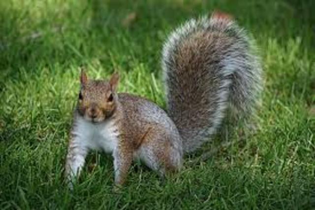 Henry's Moment of Peace