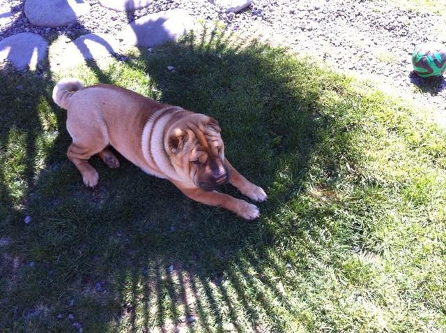 Nacimiento de Kelly. mi mascota