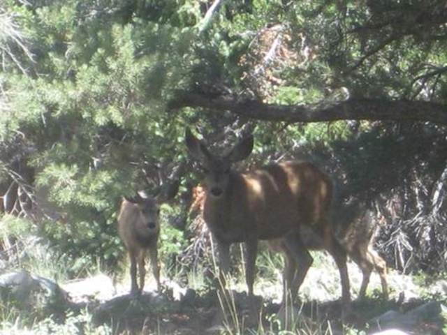 Great Basin national park