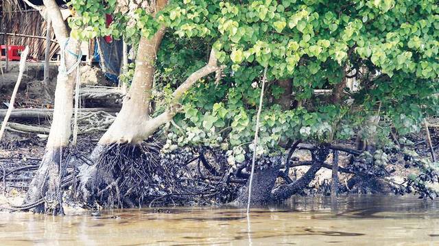 Sundarbans oil spill