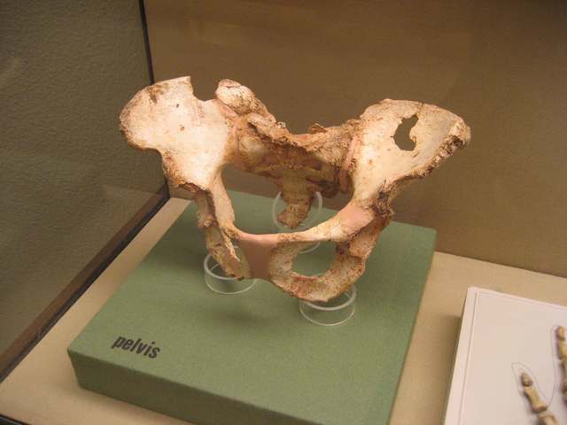 Restos más antiguos encontrados (Atapuerca)