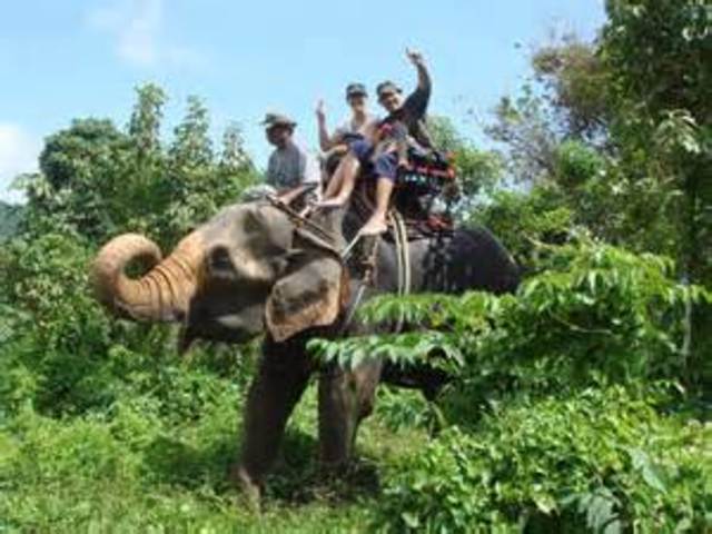 Elephant Trekking