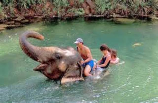 Elephant Trekking