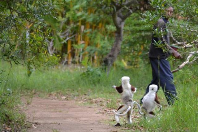 Take taxi to Lemur Park.  Lemur Challenge.