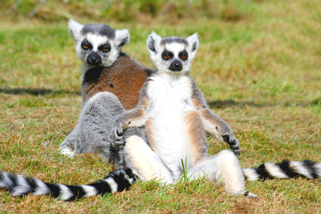 The team will see how the lemurs are handled.