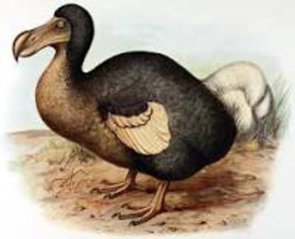 EXTINCIÓN DEL DODO