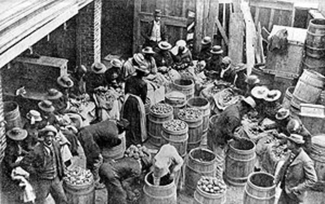 Sea Islands Tidal Wave Catastrophe