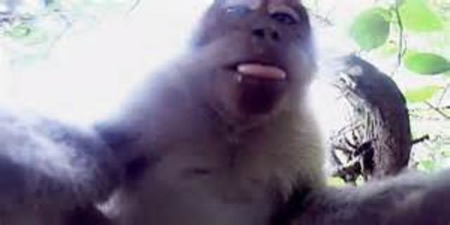 Selfie With a Monkey