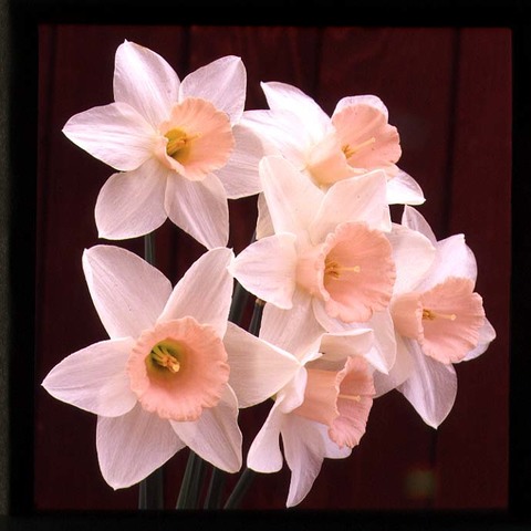 Patras Carnival Challenge