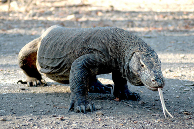 FINAL CHALLENGE #5: feed komodo dragon, songkok.