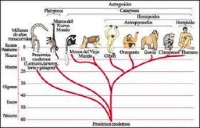 TEORIA SOBRE LA EVOLUCION DE LAS ESPECIES