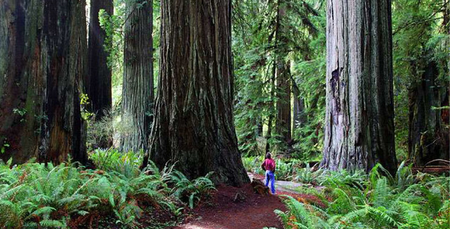 Cali Baby to See the Giant Redwoods!