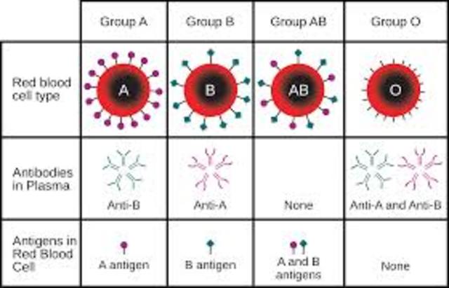 human blood groups