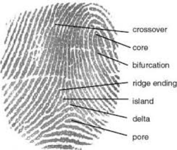finger print identification