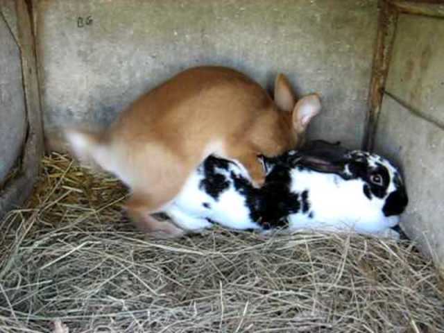 La lapine s'est reproduite avec son grand-père.