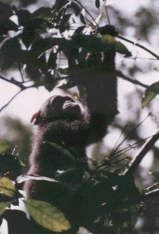 10 months     Chimpanzee Researcher