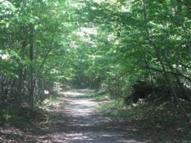 Sneaking Into The Wilds