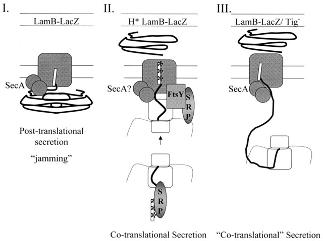 first recognition of secretion