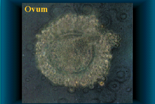 Ovum