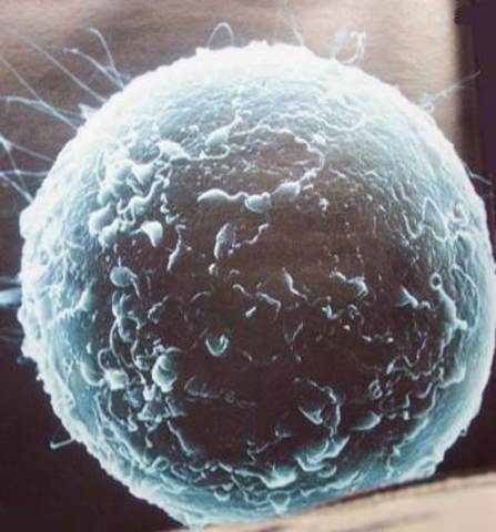 Sperm embed into egg