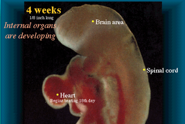 Internal Organs are developing