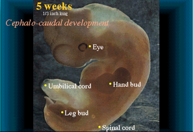 Cephalo-caudal development