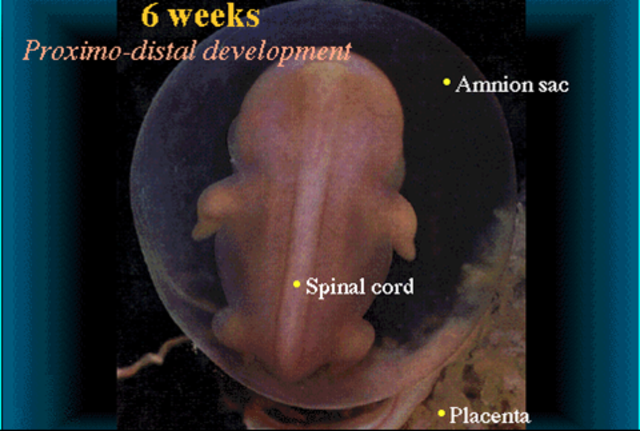 Proximo-distal development