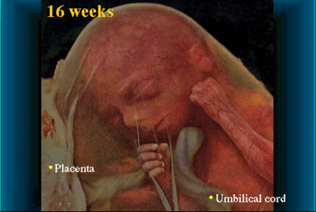 Fetus continuse to develop