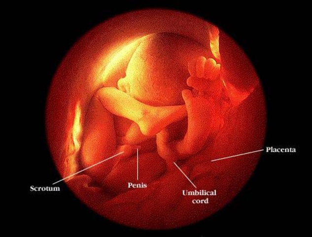 child is becoming almost completely developped