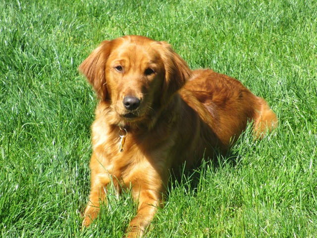 mi perro llamió Buddy
