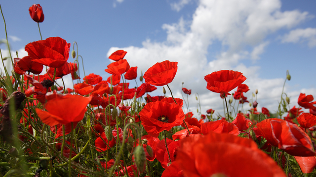 1. Verdenskrig - slut