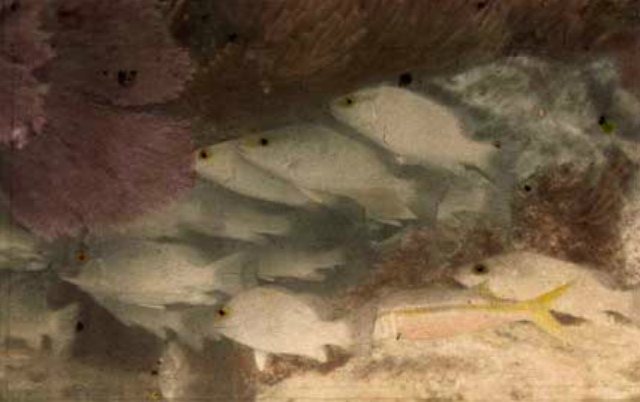 First Underwater Photography