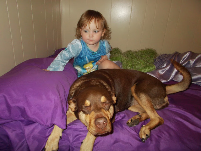 Enconté perro Hayley