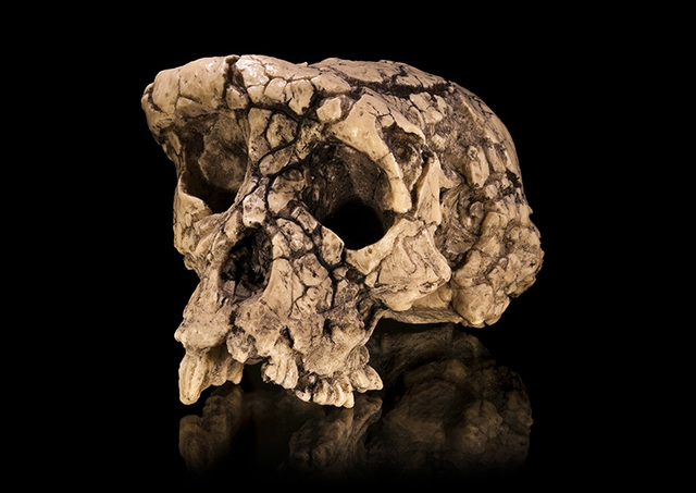 Sahelanthropus tchadensis