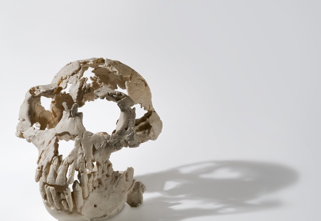 Ardipithecus ramidus