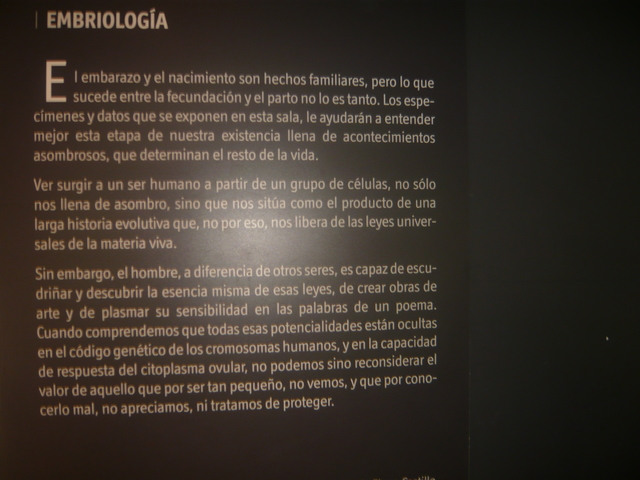 desarrollo embrionario