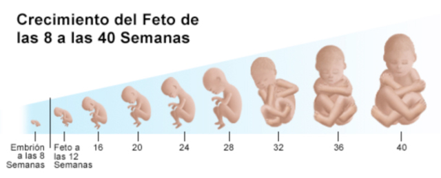 ETAPA DE 0-9 MESES (SEMANAS)