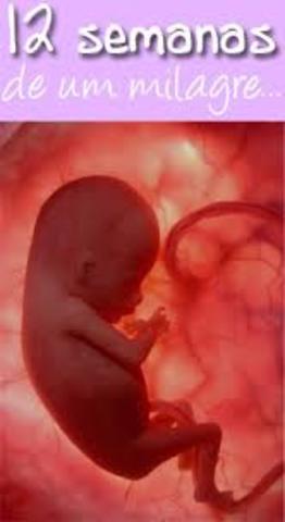(Feto 12 semanas):