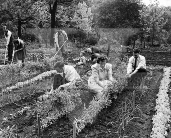 Victory Gardens