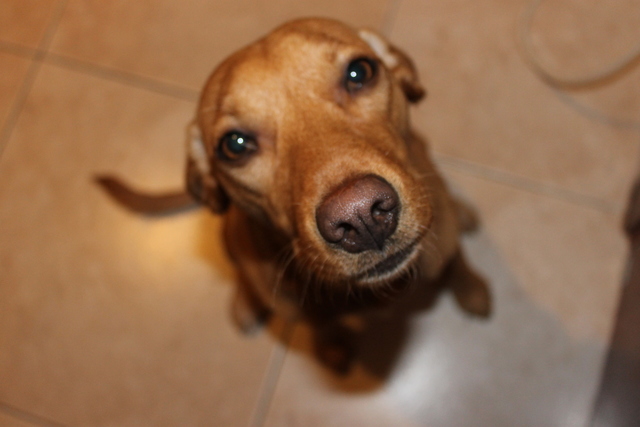 Nova incorporació a la família! Petit :)